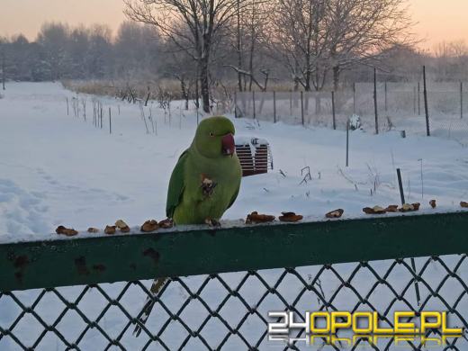 "Jedyna papuga, która żyje w Polsce i dostosowała się do zimowych warunków"