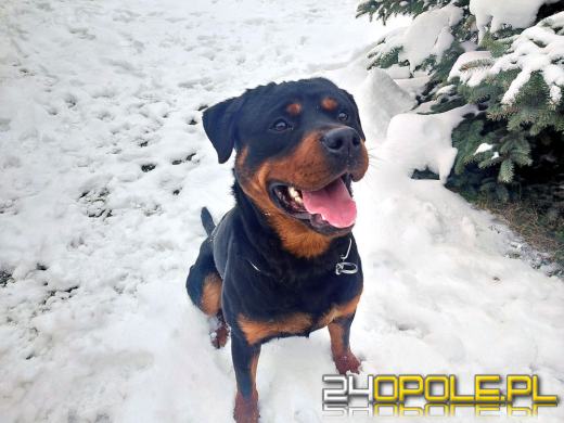 Skandur - nowy pies w prudnickiej komendzie