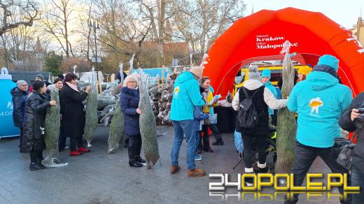 Tłumy w kolejce po choinkę od RMF!