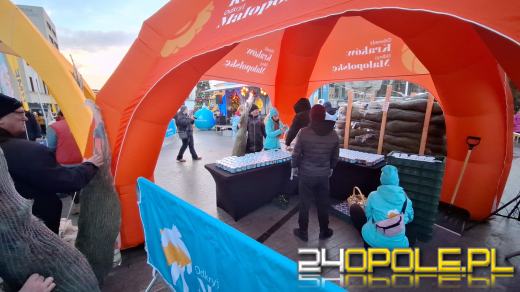 Tłumy w kolejce po choinkę od RMF!