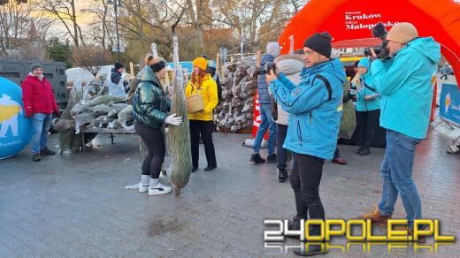Tłumy w kolejce po choinkę od RMF!