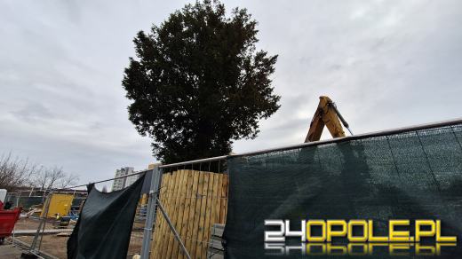 Cis przeszkadza inwestorowi. Mieszkańcy Zaodrza bronią chronionego drzewa