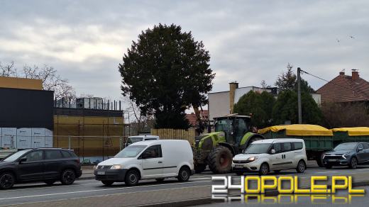 Cis przeszkadza inwestorowi. Mieszkańcy Zaodrza bronią chronionego drzewa