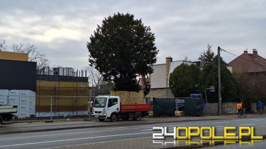 Cis przeszkadza inwestorowi. Mieszkańcy Zaodrza bronią chronionego drzewa