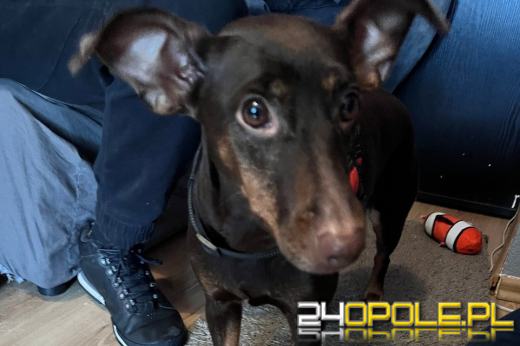 Odpowie za znęcanie się nad psem ze szczególnym okrucieństwem