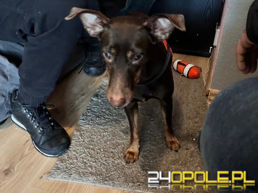 Odpowie za znęcanie się nad psem ze szczególnym okrucieństwem