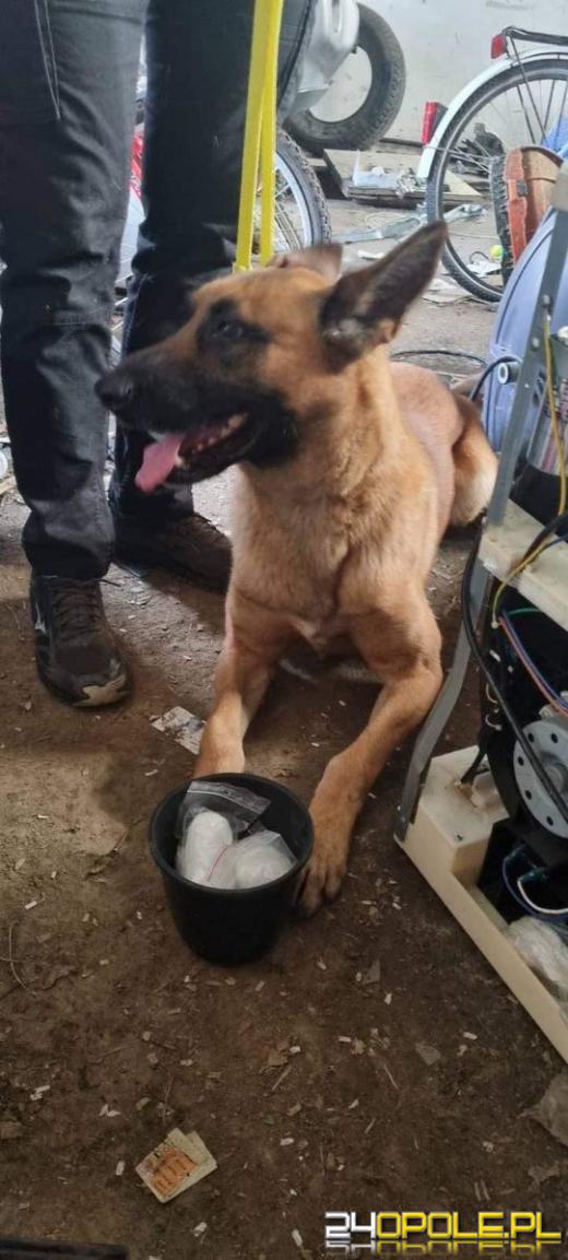 Kryminalni zabezpieczyli płynną i sproszkowaną amfetaminę - w grę wchodzi handel