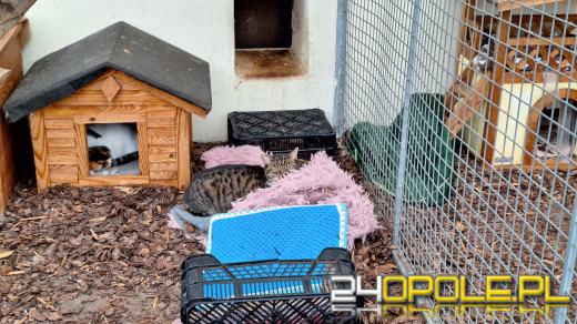 Psy, koty czekają na adopcję, jednak to zły pomysł na prezent