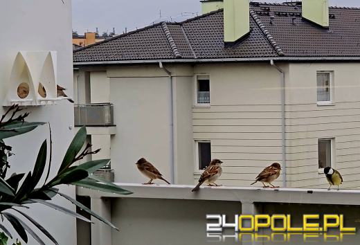 Czy dokarmiać ptaki w sezonie zimowym?