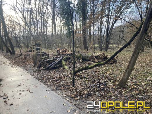 Wyspa Bolko: Mieszkańcy wstrząśnięci wycinką. "To działania zaplanowane"