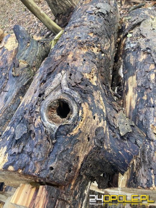 Wyspa Bolko: Mieszkańcy wstrząśnięci wycinką. "To działania zaplanowane"