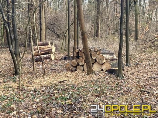 Wyspa Bolko: Mieszkańcy wstrząśnięci wycinką. "To działania zaplanowane"