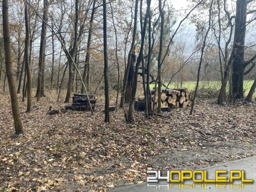 Wyspa Bolko: Mieszkańcy wstrząśnięci wycinką. "To działania zaplanowane"