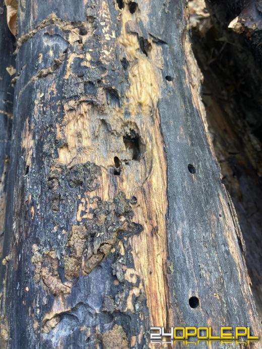 Wyspa Bolko: Mieszkańcy wstrząśnięci wycinką. "To działania zaplanowane"