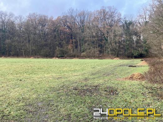 Wyspa Bolko: Mieszkańcy wstrząśnięci wycinką. "To działania zaplanowane"