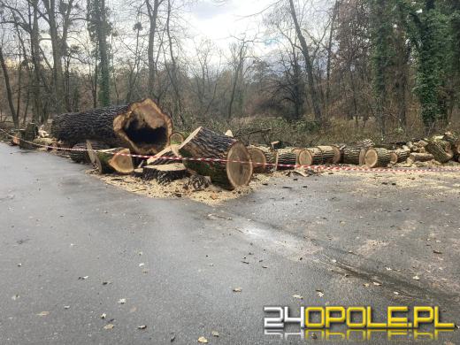 Wyspa Bolko: Mieszkańcy wstrząśnięci wycinką. "To działania zaplanowane"