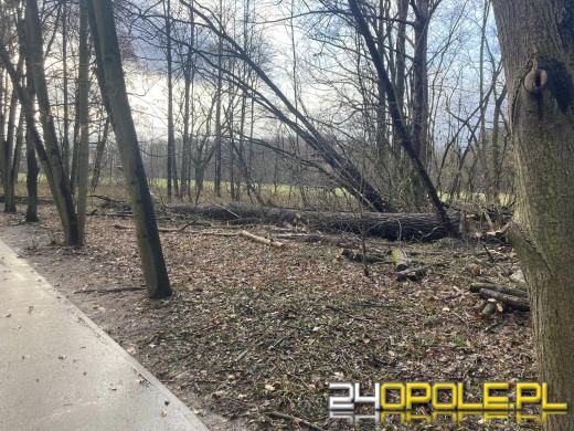 Wyspa Bolko: Mieszkańcy wstrząśnięci wycinką. "To działania zaplanowane"