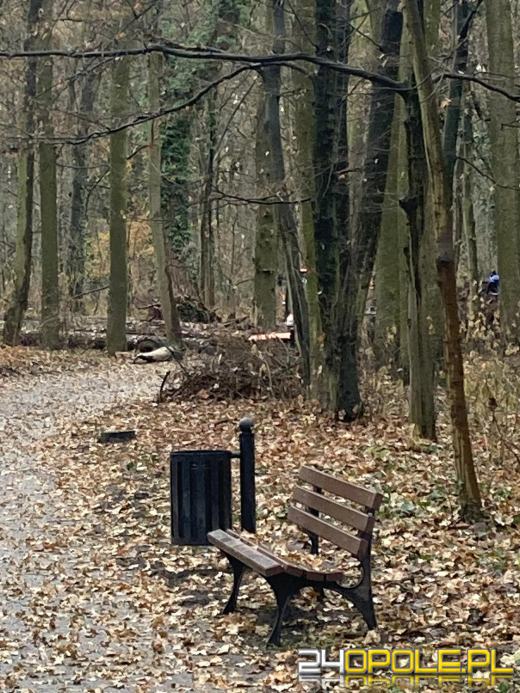 Wyspa Bolko: Mieszkańcy wstrząśnięci wycinką. "To działania zaplanowane"