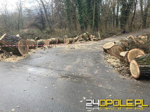 Wyspa Bolko: Mieszkańcy wstrząśnięci wycinką. "To działania zaplanowane"