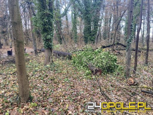 Wyspa Bolko: Mieszkańcy wstrząśnięci wycinką. "To działania zaplanowane"