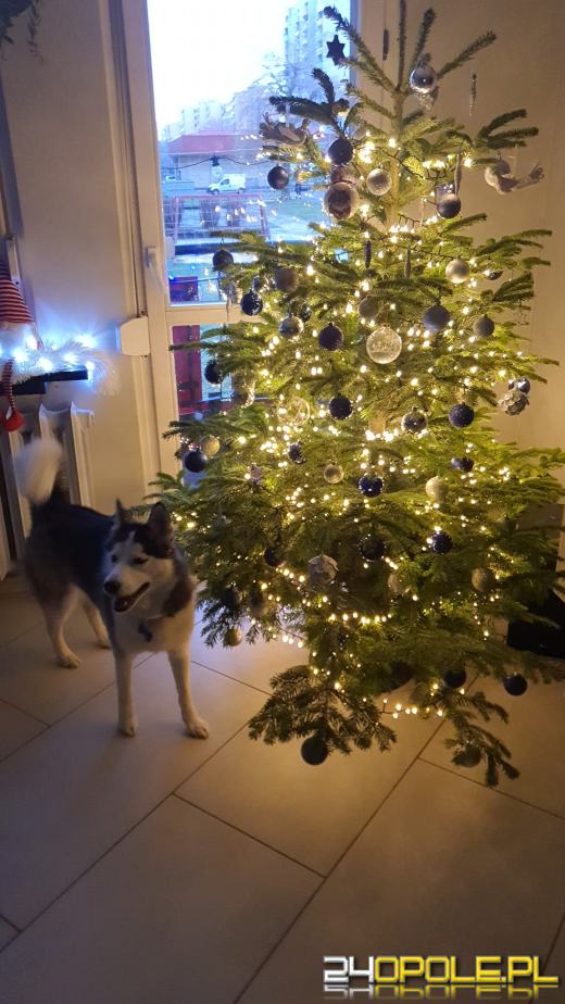 Choinki Czytelników zachwycają! Sprawdźcie sami