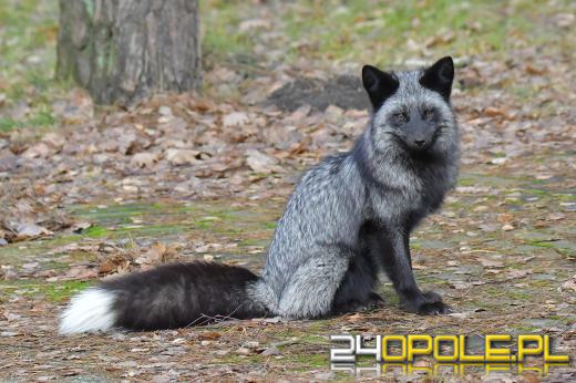 Niezwykły okaz lisa sfotografowany w Turawie. Został uratowany z fermy i szuka go właścicielka