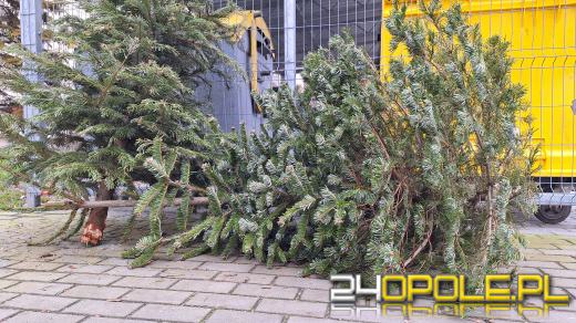 Co zrobić z choinką po świętach?