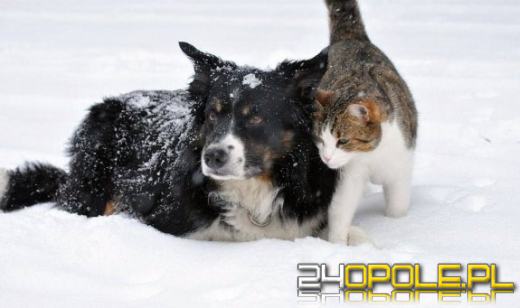 Zbliżają się duże mrozy! "Wpuść psa i kota do domu, reaguj"