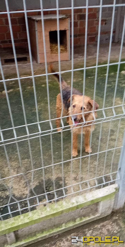 Schronisko dla zwierząt w opolskim Paryżu prosi o pomoc. Bardzo ważny apel!