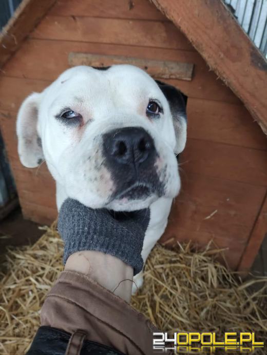 Schronisko dla zwierząt w opolskim Paryżu prosi o pomoc. Bardzo ważny apel!