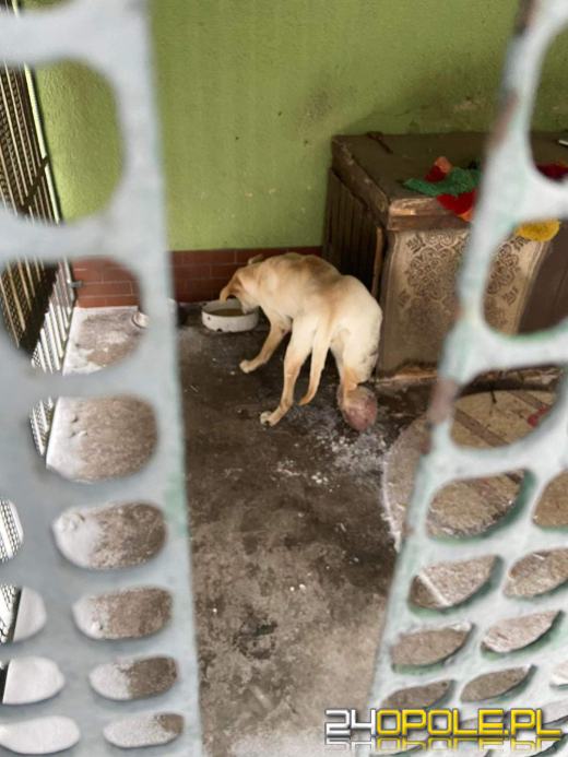 Doprowadzili psa do karygodnego stanu. 7-letnia suczka z olbrzymim guzem
