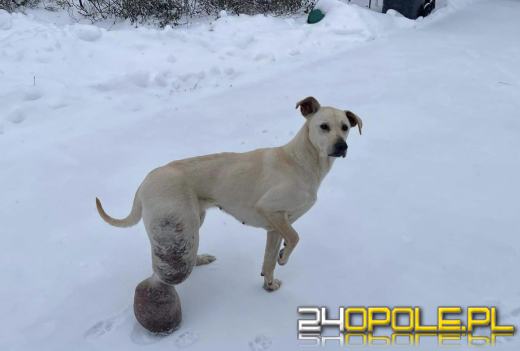 Doprowadzili psa do karygodnego stanu. 7-letnia suczka z olbrzymim guzem