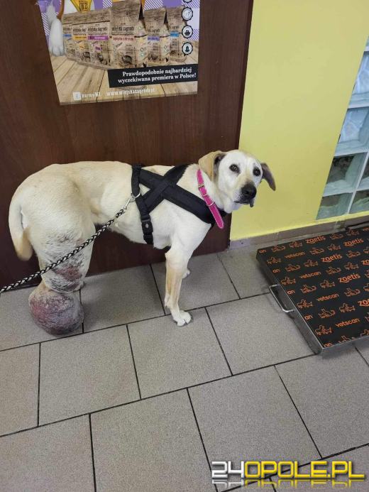 Doprowadzili psa do karygodnego stanu. 7-letnia suczka z olbrzymim guzem