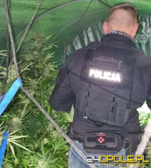 43-latek na swojej posesji miał nielegalną uprawę konopi indyjskich