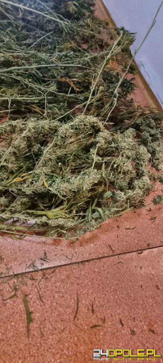43-latek na swojej posesji miał nielegalną uprawę konopi indyjskich