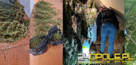 43-latek na swojej posesji miał nielegalną uprawę konopi indyjskich