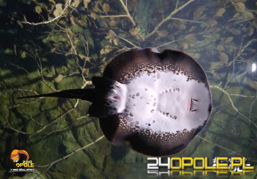 Kolejne narodziny w opolskim zoo