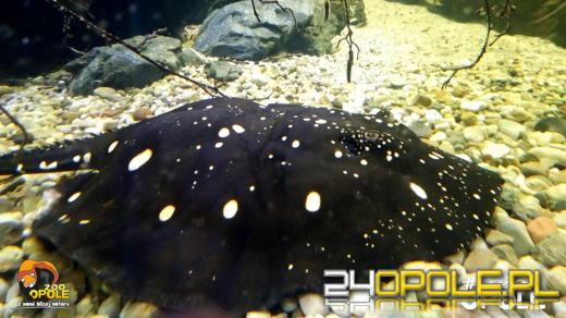 Kolejne narodziny w opolskim zoo