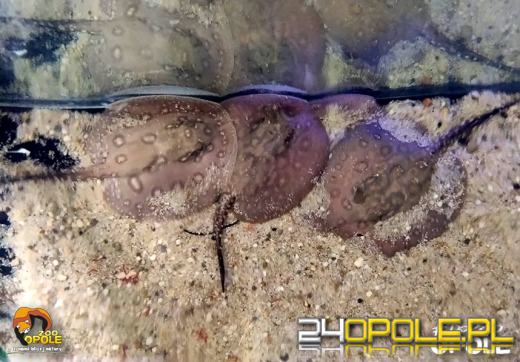 Kolejne narodziny w opolskim zoo