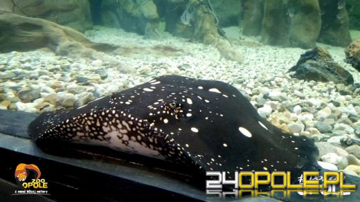 Kolejne narodziny w opolskim zoo