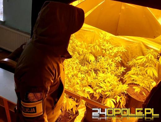 Odpowie za posiadanie i uprawę narkotyków