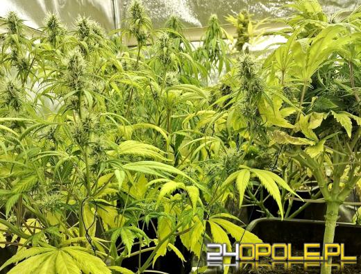 Odpowie za posiadanie i uprawę narkotyków