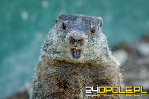 Świstak przepowiedział jak długo potrwa zima