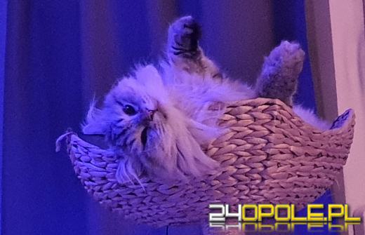 Dziś  jest Światowy Dzień Kota.  Jesteście team kot czy team pies? 