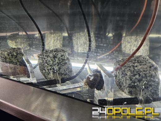 Małże badają jakość wody w strzeleckich wodociągach