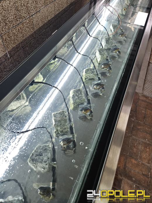 Małże badają jakość wody w strzeleckich wodociągach