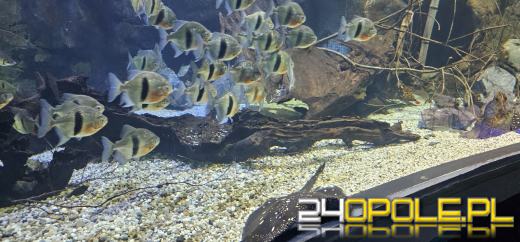 Od dzisiaj można już podziwiać "Wodny Świat" w opolskim ZOO