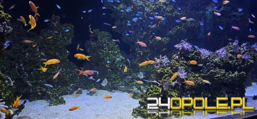 Od dzisiaj można już podziwiać "Wodny Świat" w opolskim ZOO