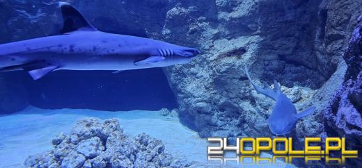 Od dzisiaj można już podziwiać "Wodny Świat" w opolskim ZOO