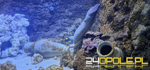 Od dzisiaj można już podziwiać "Wodny Świat" w opolskim ZOO